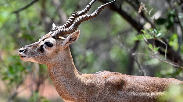 blackbucks blackbucks