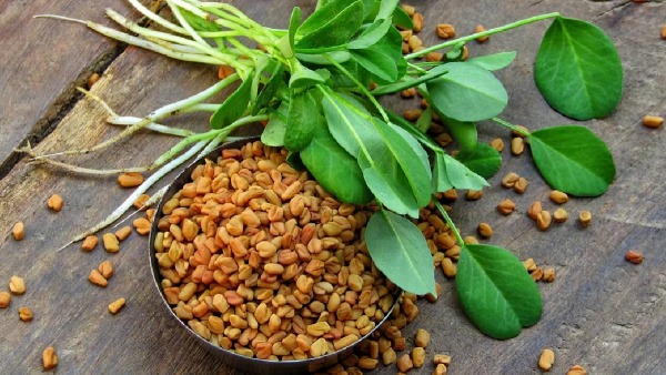 fenugreek fenugreek