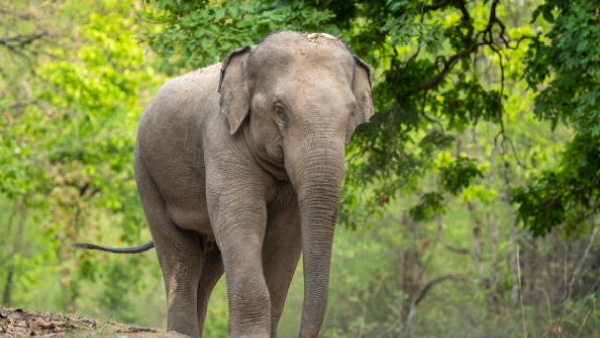 Elephant death