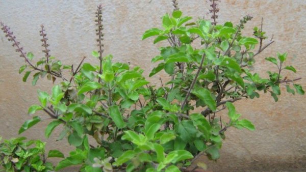Consume lemon and basil