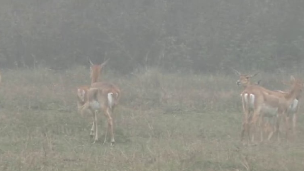 Blackbuck census
