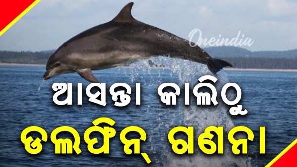 Dolphin