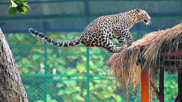 leopards
