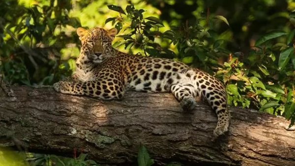 leopard count leopard count