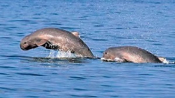 dolphins i