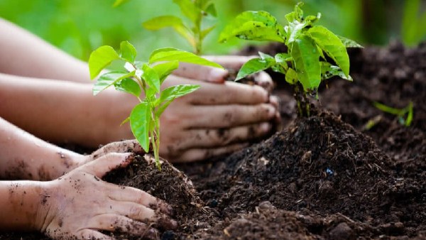 Ek Peed Ma Ke Naam Ek Peed Ma Ke Naam