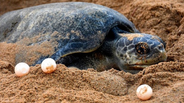 Olive Ridley s Olive Ridley s