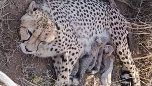 ଆସିଲା ଖୁସି ଖବର, ୫ ଶାବକ ଜନ୍ମଦେଲା ମାଈ ଚିତା ଜ୍ୱାଲା