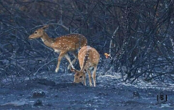 Major Fire Breaks Out At Bandipur Tiger Reserve In Karnataka