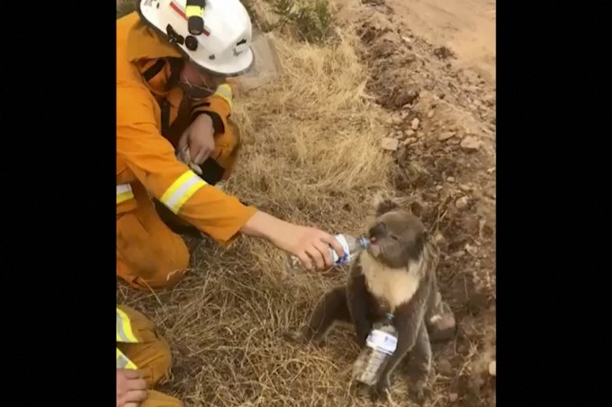 Bushfire In Australia 2020