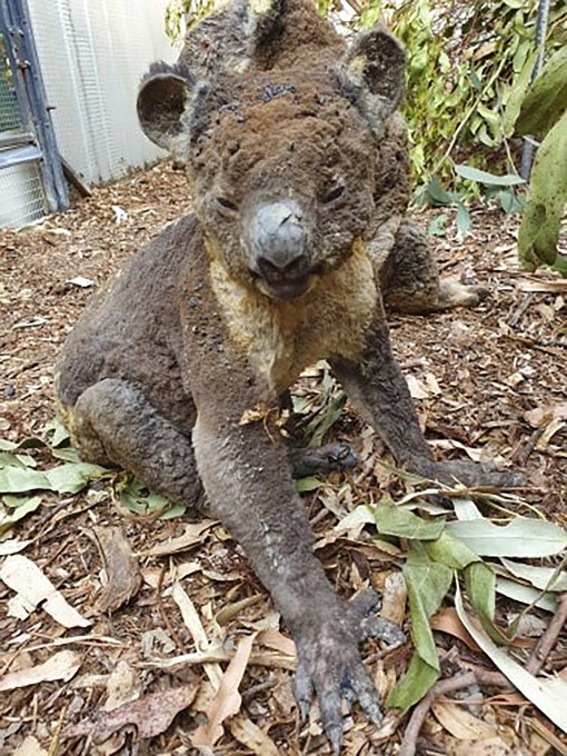 Bushfire In Australia 2020