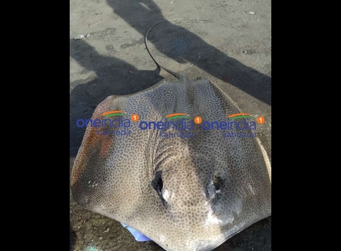 ಚಿತ್ರಗಳು: ಮಲ್ಪೆ ಕಡಲತೀರದಲ್ಲಿ ಅಪರೂಪದ ಮೀನು ಪತ್ತೆ