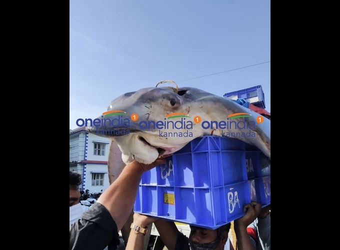 ಚಿತ್ರಗಳು: ಮಲ್ಪೆ ಕಡಲತೀರದಲ್ಲಿ ಅಪರೂಪದ ಮೀನು ಪತ್ತೆ