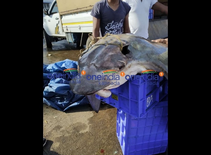 ಚಿತ್ರಗಳು: ಮಲ್ಪೆ ಕಡಲತೀರದಲ್ಲಿ ಅಪರೂಪದ ಮೀನು ಪತ್ತೆ