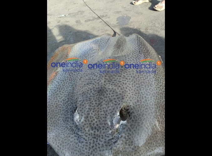 ಚಿತ್ರಗಳು: ಮಲ್ಪೆ ಕಡಲತೀರದಲ್ಲಿ ಅಪರೂಪದ ಮೀನು ಪತ್ತೆ