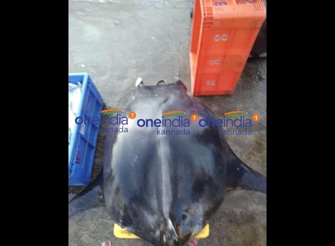 ಚಿತ್ರಗಳು: ಮಲ್ಪೆ ಕಡಲತೀರದಲ್ಲಿ ಅಪರೂಪದ ಮೀನು ಪತ್ತೆ