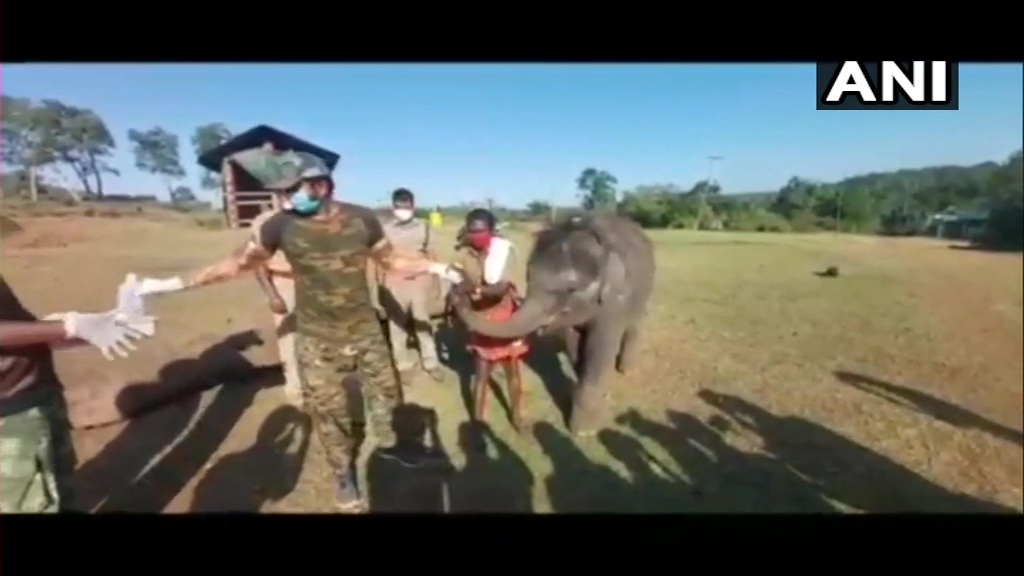 ആനകള്‍ക്ക് കൊറോണ രോഗമുണ്ടോ? തമിഴ്‌നാട്ടിലെ മധുമലൈ ടൈഗര്‍ റിസര്‍വിലെ എല്ലാ ആനകളിലും പരിശോധന- ചിത്രങ്ങള്‍ കാണാം