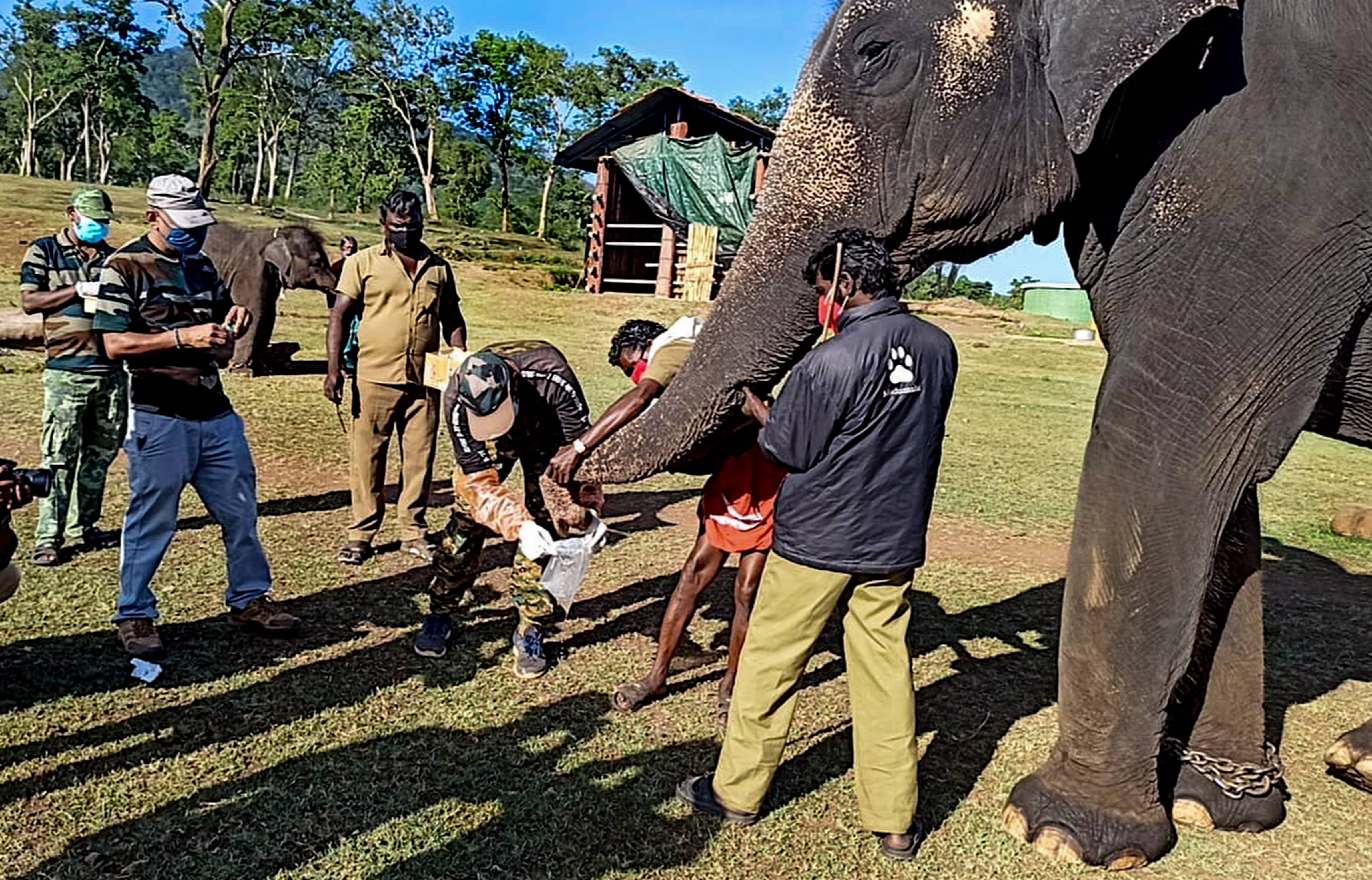 ആനകള്‍ക്ക് കൊറോണ രോഗമുണ്ടോ? തമിഴ്‌നാട്ടിലെ മധുമലൈ ടൈഗര്‍ റിസര്‍വിലെ എല്ലാ ആനകളിലും പരിശോധന- ചിത്രങ്ങള്‍ കാണാം