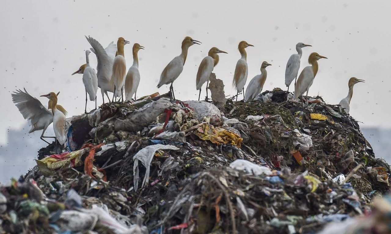 മാലിന്യക്കൂമ്പാരത്തിനിടയിലെ ജീവിതങ്ങൾ; ലോകപരിസ്ഥിതി ദിനത്തിൽ കാണേണ്ട ചിത്രങ്ങൾ