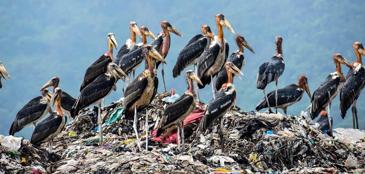 മാലിന്യക്കൂമ്പാരത്തിനിടയിലെ ജീവിതങ്ങൾ; ലോകപരിസ്ഥിതി ദിനത്തിൽ കാണേണ്ട ചിത്രങ്ങൾ