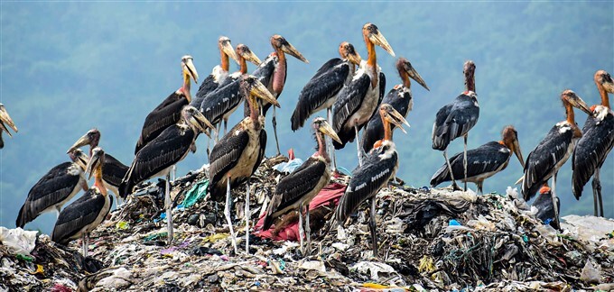 World Environment Day, 2021