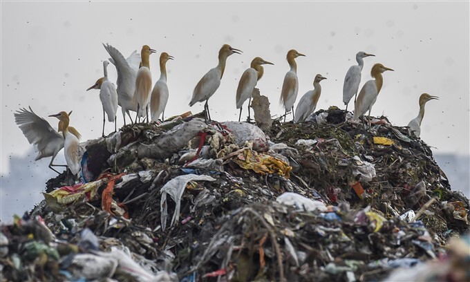 World Environment Day, 2021