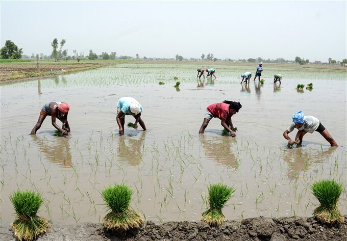 പഞ്ചാബിലെ അമൃതസറിലെ കര്‍ഷകര്‍- കണ്ണിന് കുളിര്‍മയേകുന്ന ചിത്രങ്ങള്‍ കാണാം