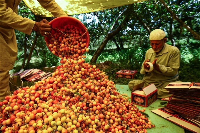 ചെറീസ് പാക്ക് ചെയ്യുന്ന കശ്മീരി കര്‍ഷകര്‍; കണ്ണിന് കുളിര്‍മ നല്‍കുന്ന ചിത്രങ്ങള്‍ കാണാം