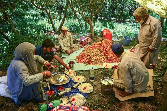ചെറീസ് പാക്ക് ചെയ്യുന്ന കശ്മീരി കര്‍ഷകര്‍; കണ്ണിന് കുളിര്‍മ നല്‍കുന്ന ചിത്രങ്ങള്‍ കാണാം