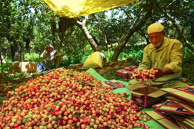 ചെറീസ് പാക്ക് ചെയ്യുന്ന കശ്മീരി കര്‍ഷകര്‍; കണ്ണിന് കുളിര്‍മ നല്‍കുന്ന ചിത്രങ്ങള്‍ കാണാം