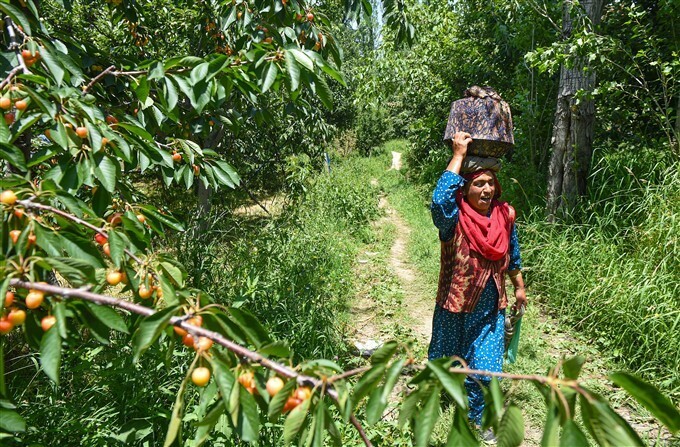 ചെറീസ് പാക്ക് ചെയ്യുന്ന കശ്മീരി കര്‍ഷകര്‍; കണ്ണിന് കുളിര്‍മ നല്‍കുന്ന ചിത്രങ്ങള്‍ കാണാം