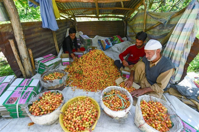 ചെറീസ് പാക്ക് ചെയ്യുന്ന കശ്മീരി കര്‍ഷകര്‍; കണ്ണിന് കുളിര്‍മ നല്‍കുന്ന ചിത്രങ്ങള്‍ കാണാം