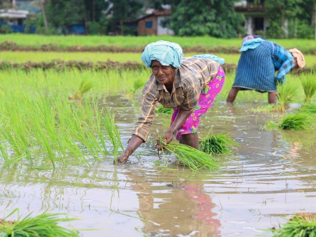 നമ്മള് കൊയ്യും വയലെല്ലാം... കണ്ണൂർ പട്ടുവത്തെ വയലുകളിലെ ചില ഞാറു നടൽ കാഴ്ചകൾ
