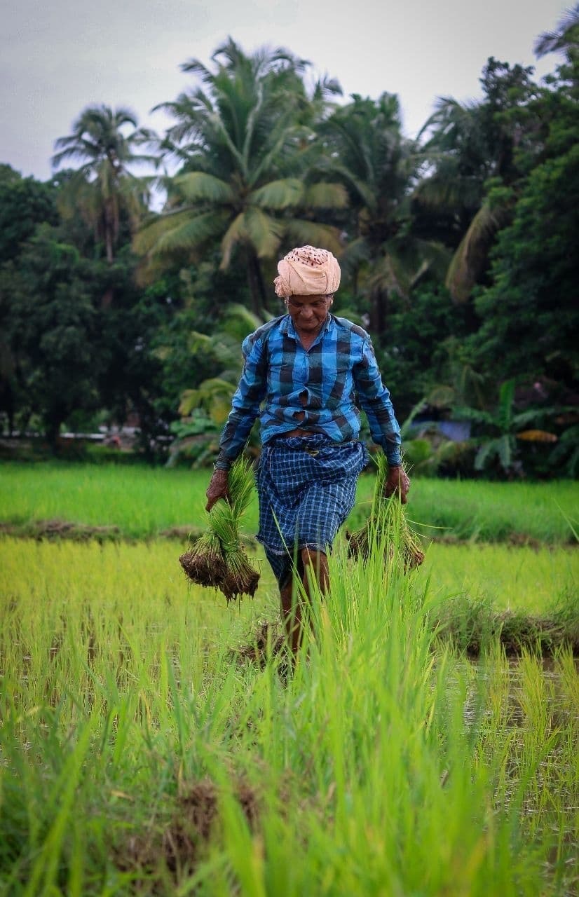 നമ്മള് കൊയ്യും വയലെല്ലാം... കണ്ണൂർ പട്ടുവത്തെ വയലുകളിലെ ചില ഞാറു നടൽ കാഴ്ചകൾ