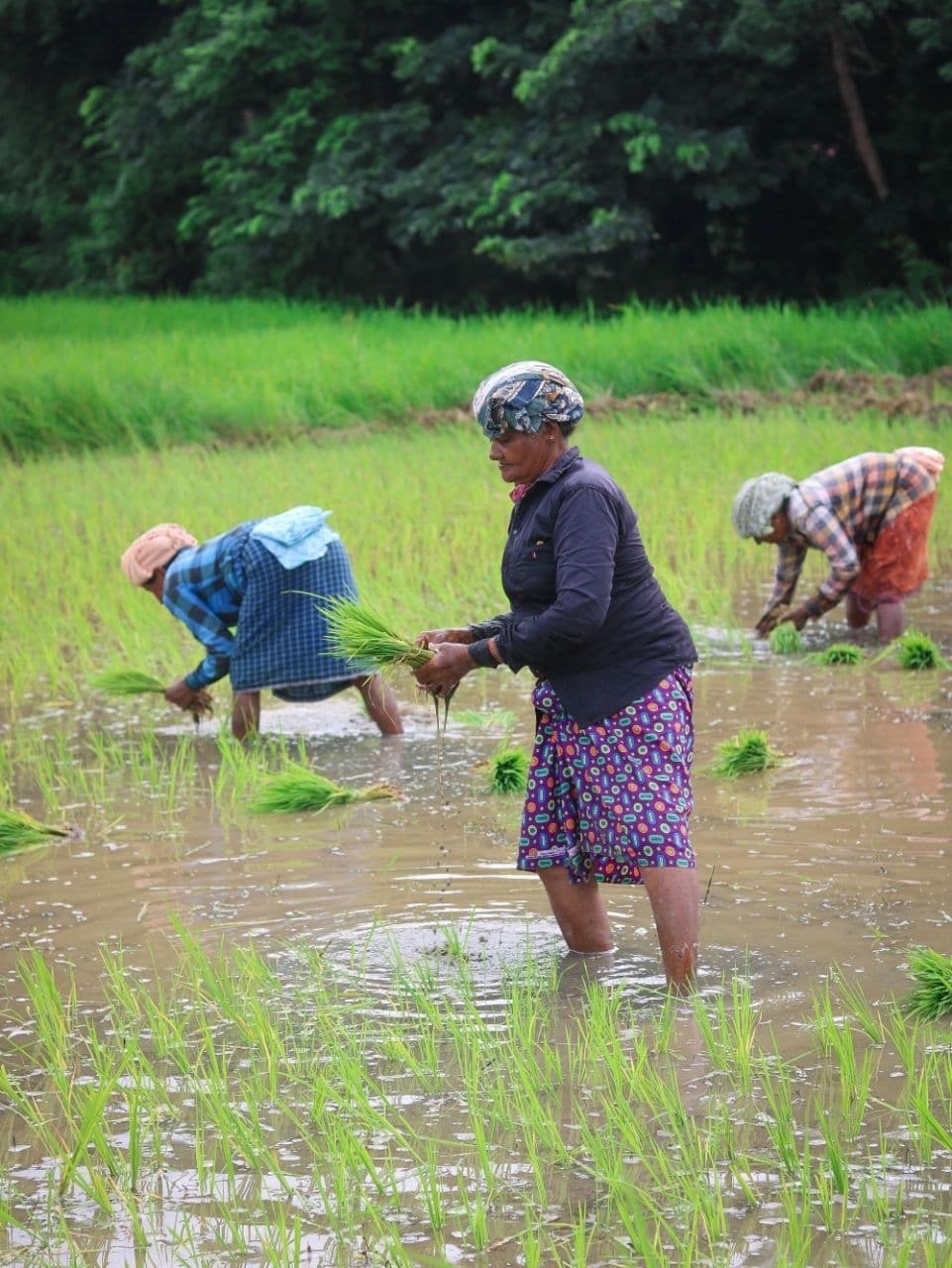 നമ്മള് കൊയ്യും വയലെല്ലാം... കണ്ണൂർ പട്ടുവത്തെ വയലുകളിലെ ചില ഞാറു നടൽ കാഴ്ചകൾ