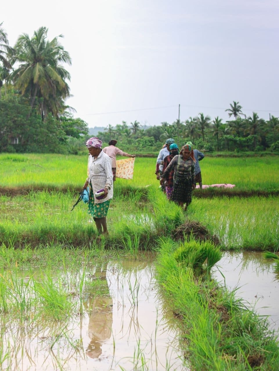 നമ്മള് കൊയ്യും വയലെല്ലാം... കണ്ണൂർ പട്ടുവത്തെ വയലുകളിലെ ചില ഞാറു നടൽ കാഴ്ചകൾ
