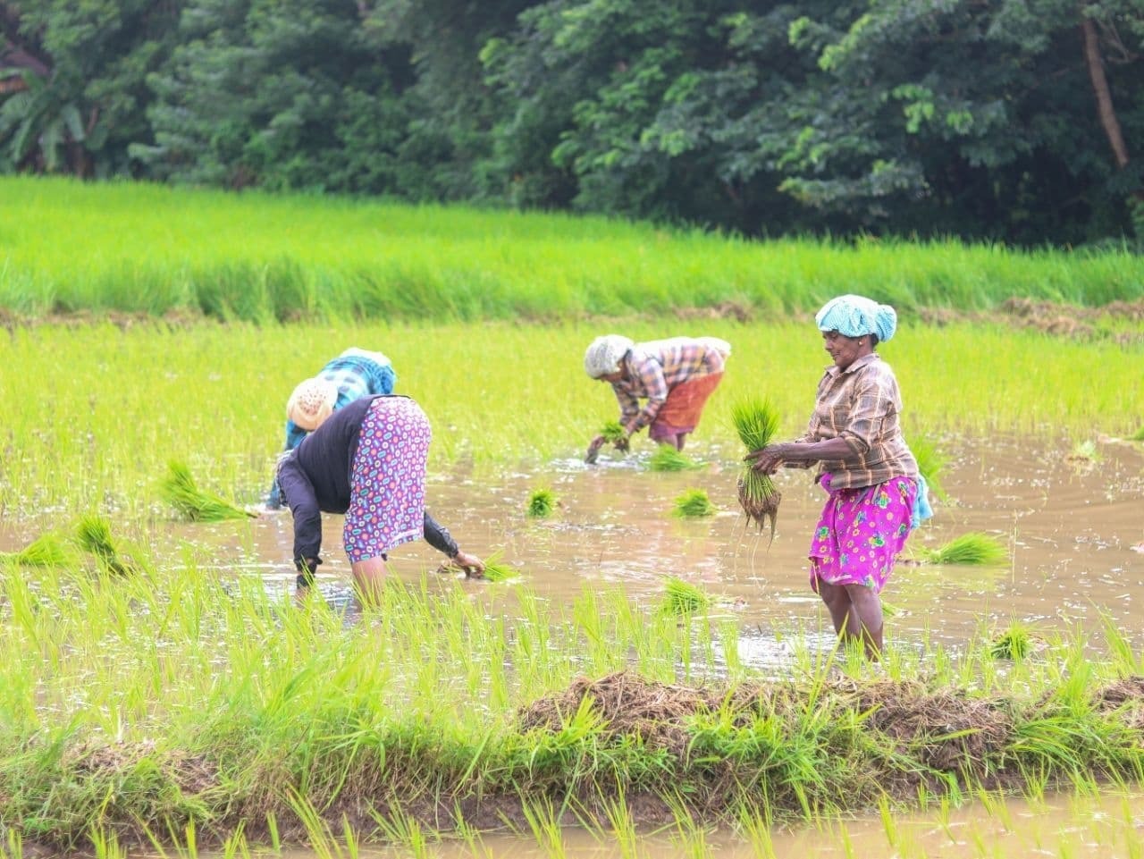 നമ്മള് കൊയ്യും വയലെല്ലാം... കണ്ണൂർ പട്ടുവത്തെ വയലുകളിലെ ചില ഞാറു നടൽ കാഴ്ചകൾ
