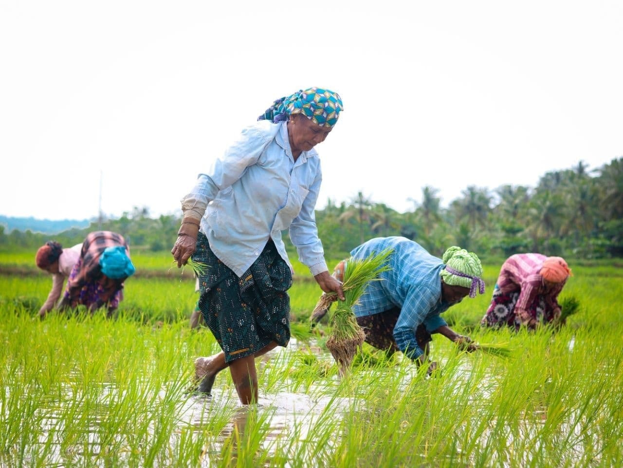 നമ്മള് കൊയ്യും വയലെല്ലാം... കണ്ണൂർ പട്ടുവത്തെ വയലുകളിലെ ചില ഞാറു നടൽ കാഴ്ചകൾ