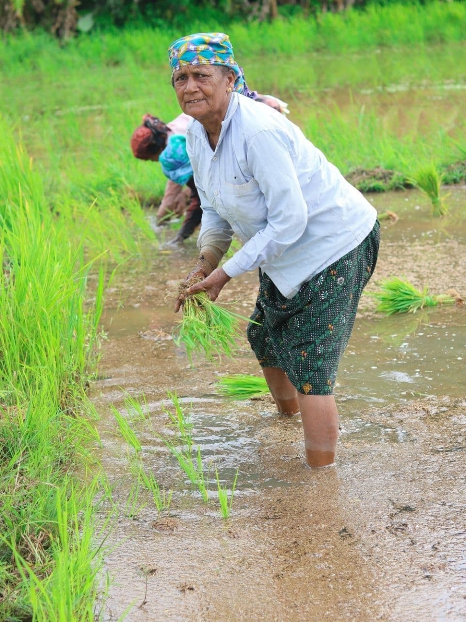 നമ്മള് കൊയ്യും വയലെല്ലാം... കണ്ണൂർ പട്ടുവത്തെ വയലുകളിലെ ചില ഞാറു നടൽ കാഴ്ചകൾ