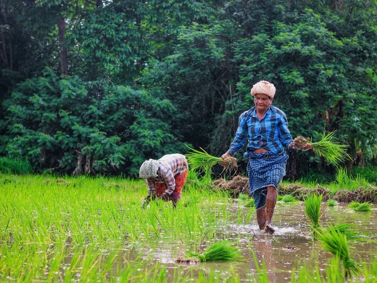 നമ്മള് കൊയ്യും വയലെല്ലാം... കണ്ണൂർ പട്ടുവത്തെ വയലുകളിലെ ചില ഞാറു നടൽ കാഴ്ചകൾ