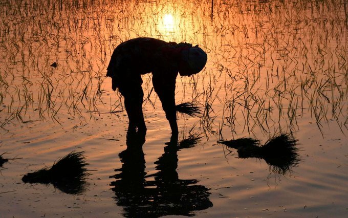 Workers plant paddy saplings in a field in Amritsar