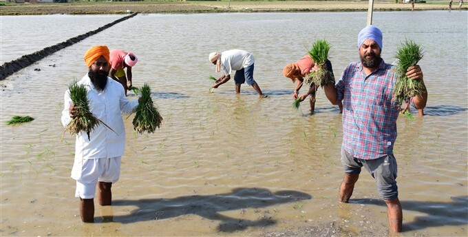 Workers plant paddy saplings in a field in Amritsar