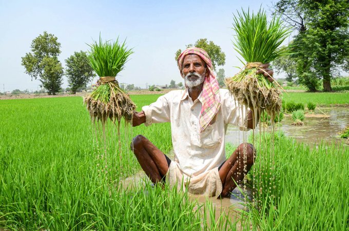 Workers plant paddy saplings in a field in Amritsar