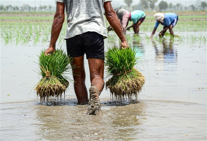 Workers plant paddy saplings in a field in Amritsar