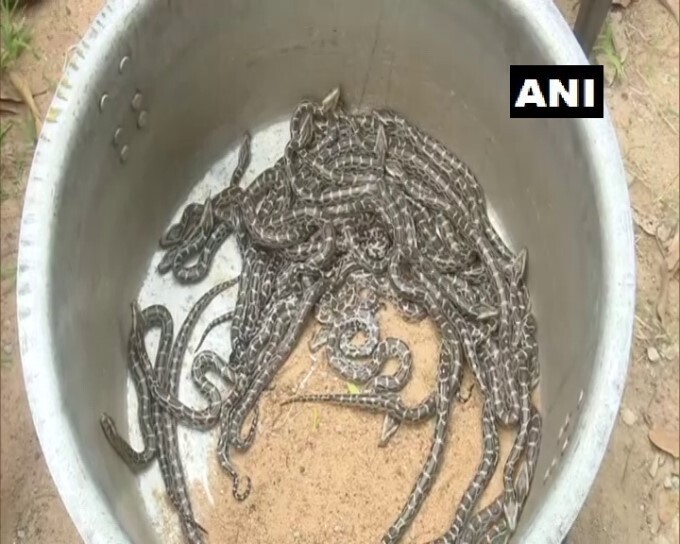 27 python hatchlings released into Chandaka Forest range in Odisha