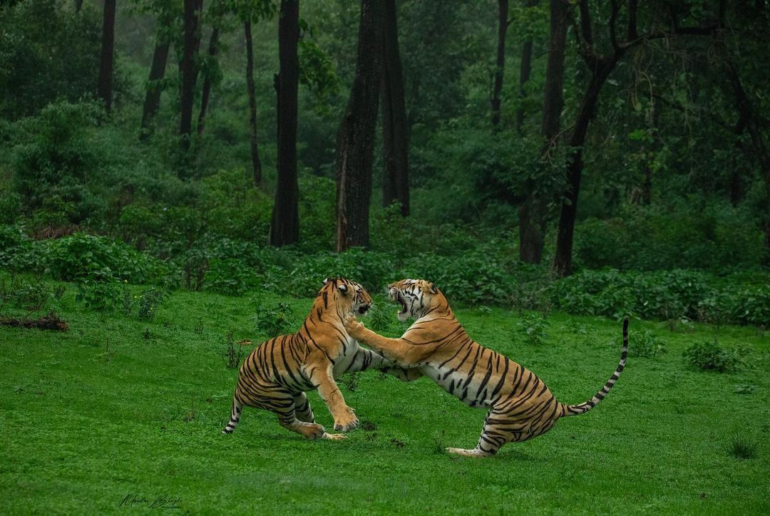 இன்று சர்வதேச புலிகள் தினம்!