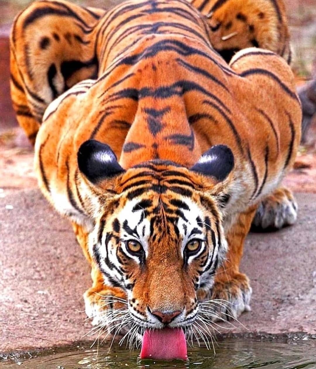 இன்று சர்வதேச புலிகள் தினம்!