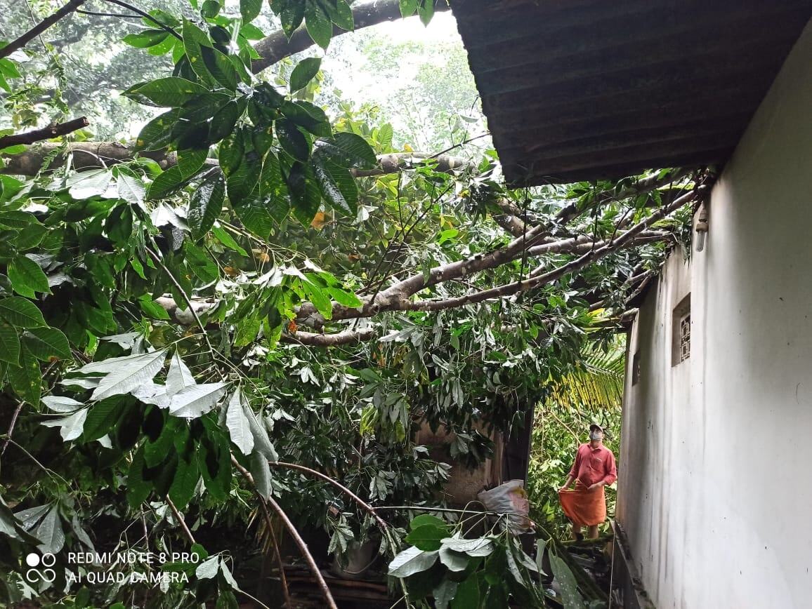 മരങ്ങള്‍ റോഡിലും വീടിന് മുകളിലും, കനത്ത മഴയില്‍ എറണാകുളത്ത് ദുരിതം, ചിത്രങ്ങളിലൂടെ