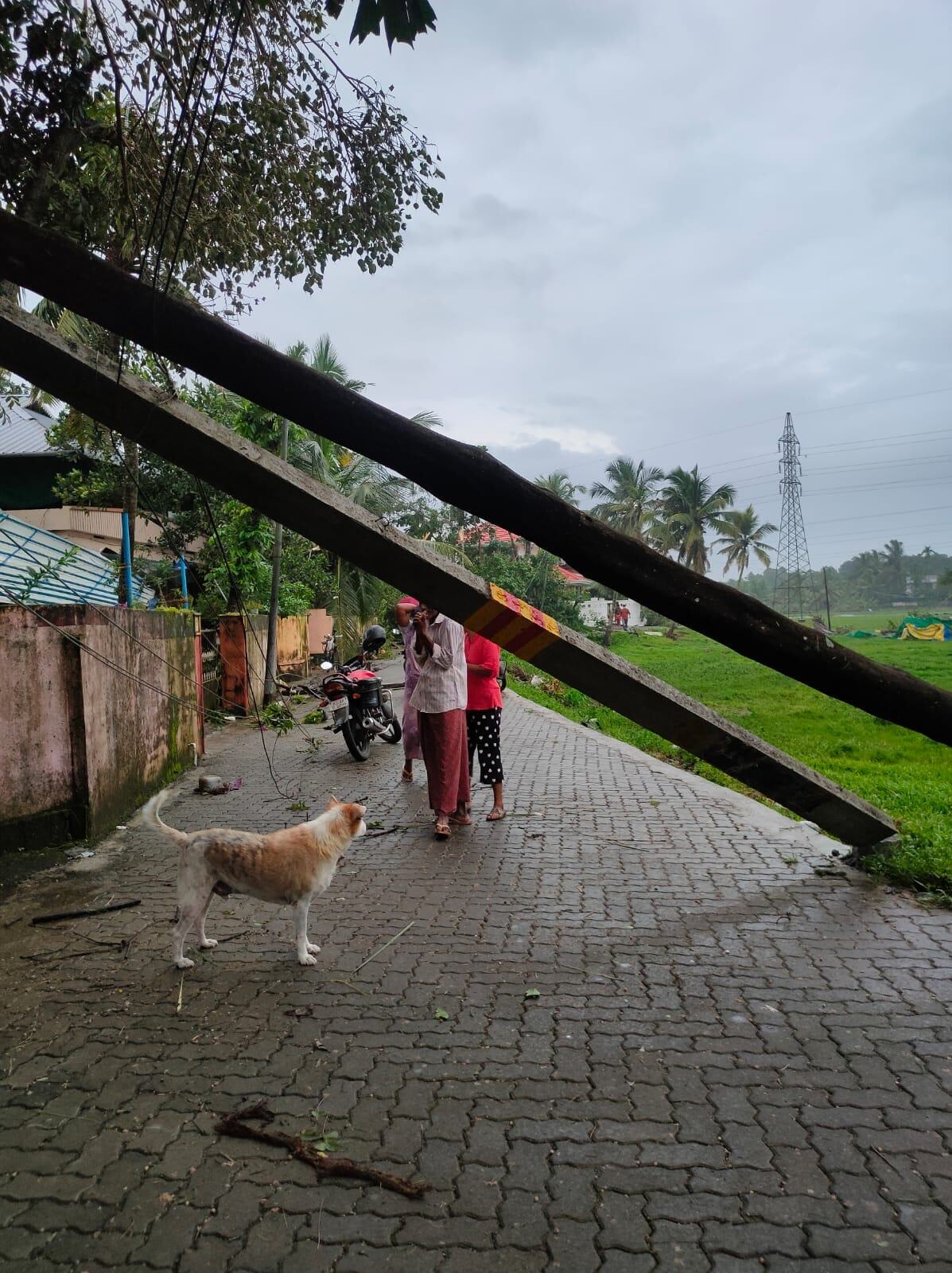 മരങ്ങള്‍ റോഡിലും വീടിന് മുകളിലും, കനത്ത മഴയില്‍ എറണാകുളത്ത് ദുരിതം, ചിത്രങ്ങളിലൂടെ