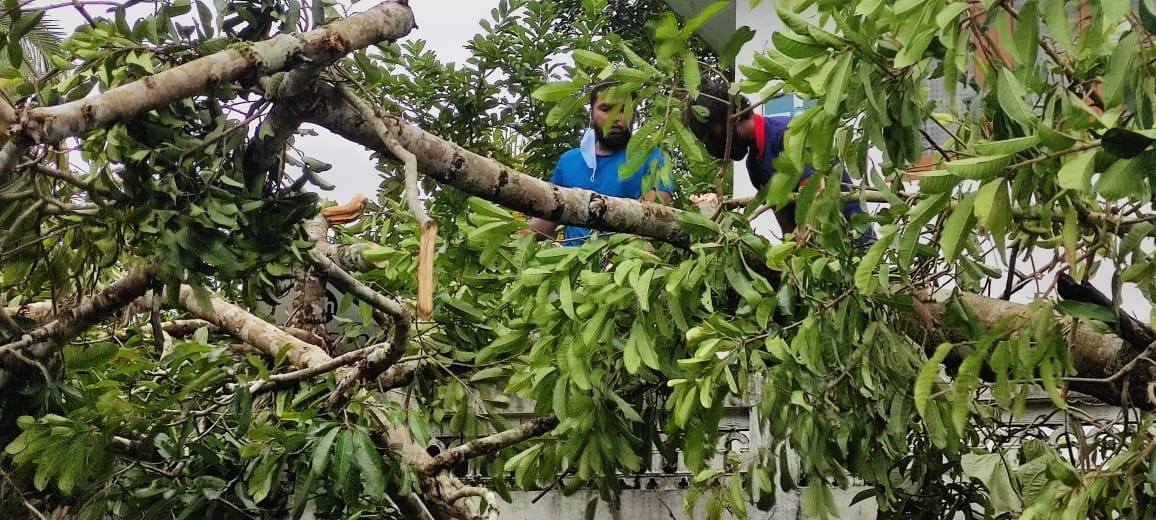 വീടിനെ അപകടത്തിലാക്കി ചാഞ്ഞ് മരം, രക്ഷയ്ക്ക് എസ്എഫ്‌ഐ പ്രവര്‍ത്തകര്‍- ചിത്രങ്ങളിലൂടെ